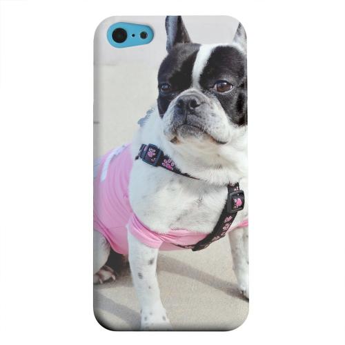 Geeks Designer Line (GDL) Apple iPhone 5C Matte Hard Back Cover - English Bulldog Mix