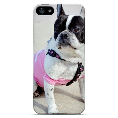 English Bulldog Mix - Geeks Designer Line Humor Series Hard Case for Apple iPhone 5/5S English Bulldog Mix - Geeks Designer Line Humor Series Hard Case for Apple iPhone 5/5S
