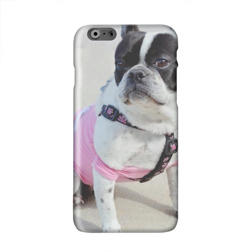 English Bulldog Mix Solid White Hard Case Cover for Apple iPhone 6 PLUS/6S PLUS (5.5 inch) English Bulldog Mix Solid White Hard Case Cover for Apple iPhone 6 PLUS/6S PLUS (5.5 inch)