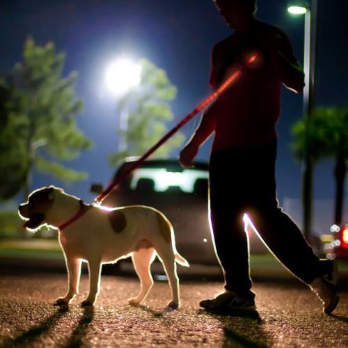 Red Nylon Universal Double Sided LED 58" Light up Leash - Provides Great Safety!